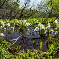湿原の水辺に群生する水芭蕉（ミズバショウ）の写真