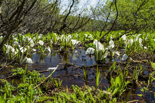 湿原の水辺に群生する水芭蕉（ミズバショウ）
