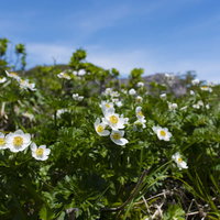 高山に咲く白い花、白山一花（ハクサンイチゲ）の写真
