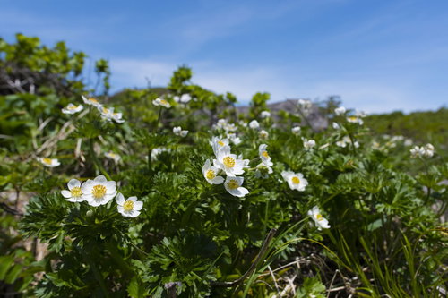 高山に咲く白い花、白山一花（ハクサンイチゲ）