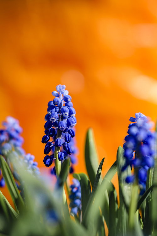 オレンジの背景に咲くムスカリ（ブドウヒアシンス）