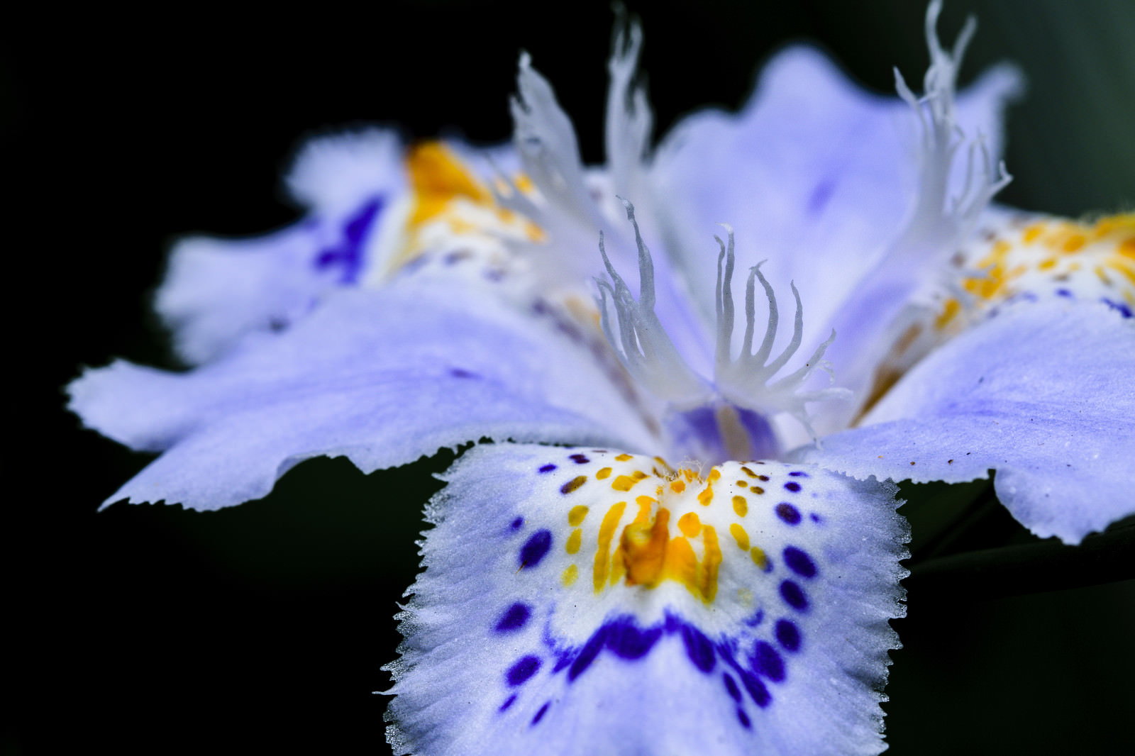 薄紫色の花弁に黄色とオレンジの斑点模様があるシャガの花