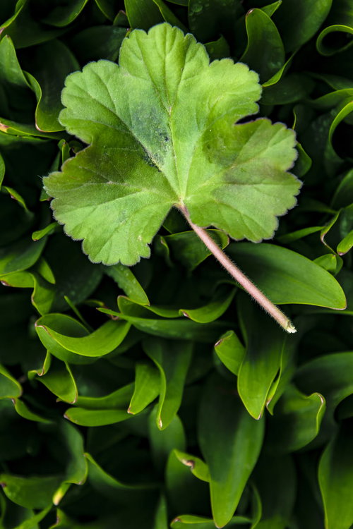 スズランの緑の葉に落ちた丸い葉っぱ