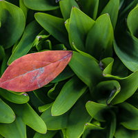 秋の落葉とスズランの葉（屋外）の写真