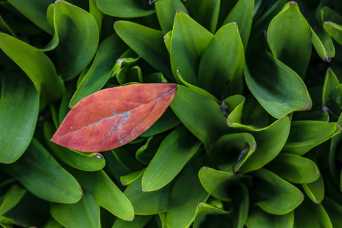 秋の落葉とスズランの葉（屋外）