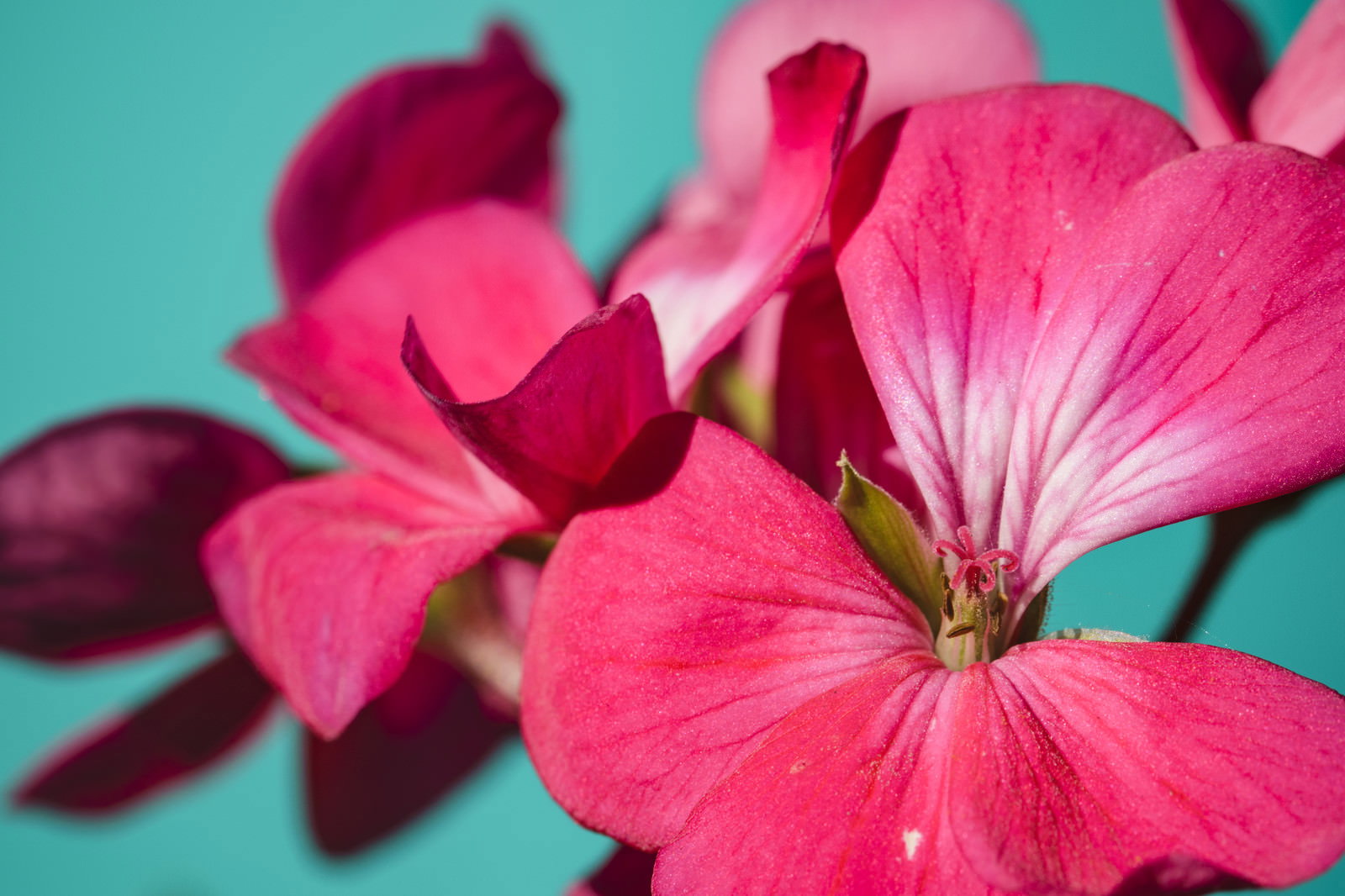 青紫のムスカリの花穂のクローズアップ