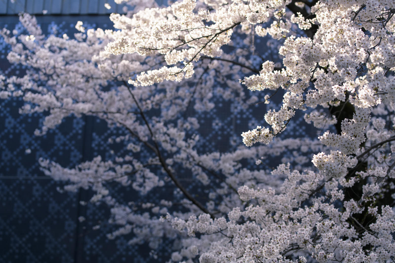 陽光を浴びて輝く満開の桜の花