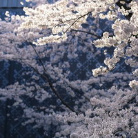 陽光を浴びる満開の桜の花の写真