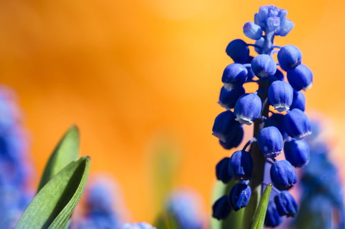 オレンジ色の背景に映えるムスカリの花房と青紫色の小さな花びら