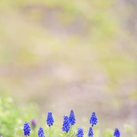 春の訪れを感じる青紫色のムスカリの花が咲く庭園風景の写真