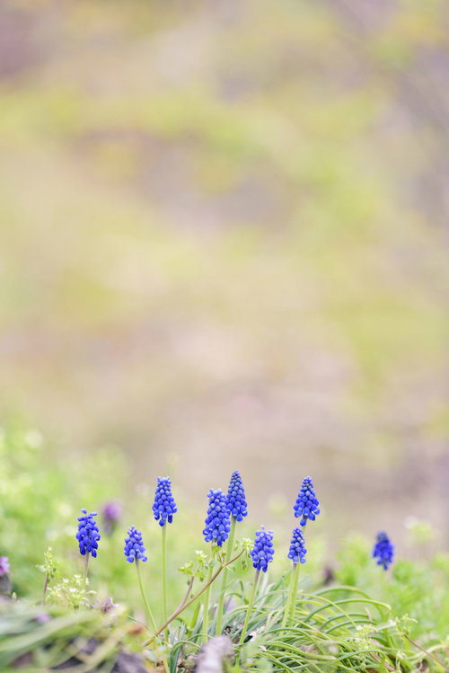 春の訪れを感じる青紫色のムスカリの花が咲く庭園風景