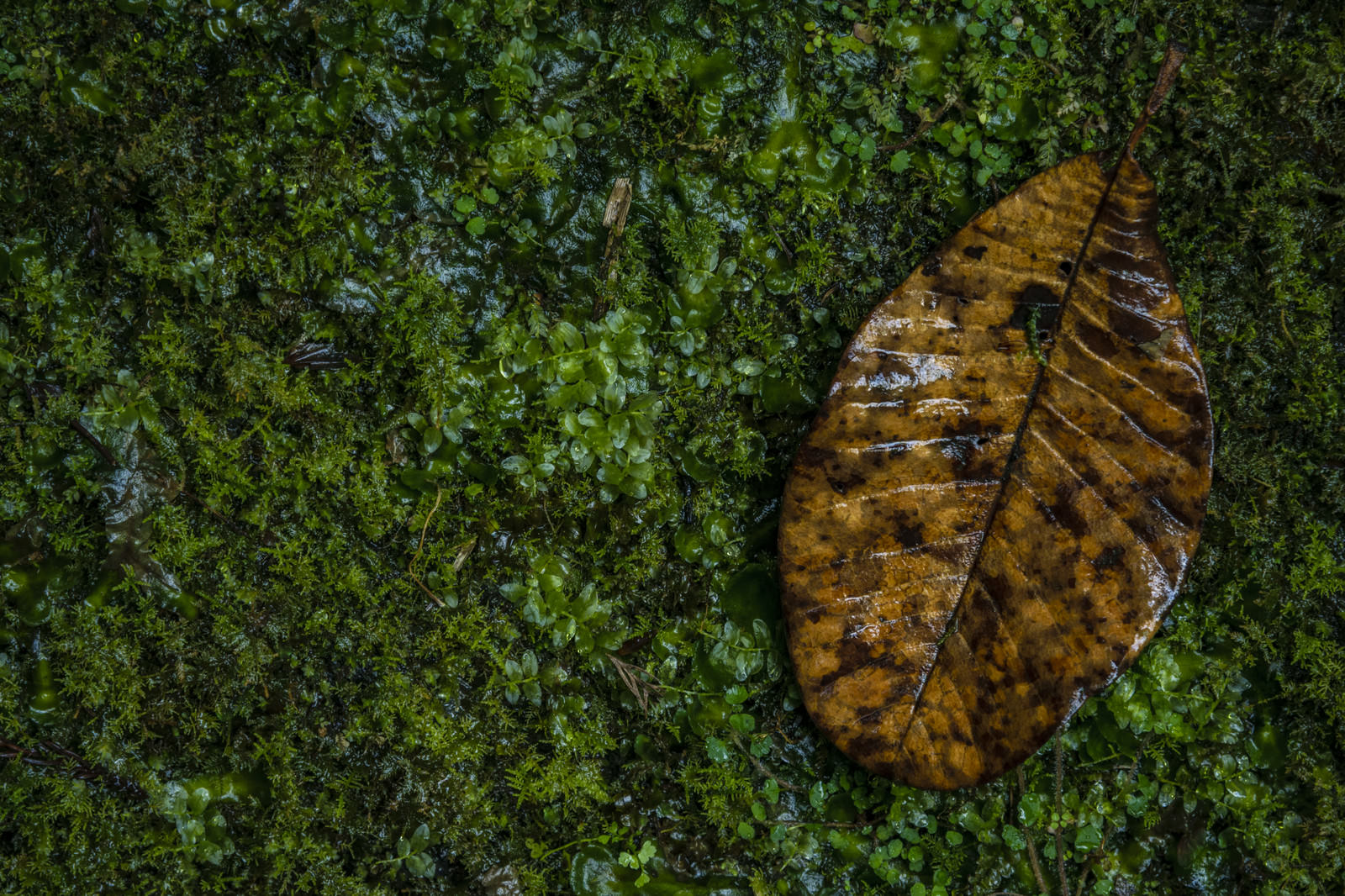 緑の苔の上に茶色の落ち葉が一枚落ちている自然の風景
