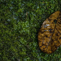 苔生す中に落ちた枯葉と苔のテクスチャー、朽ち木の写真