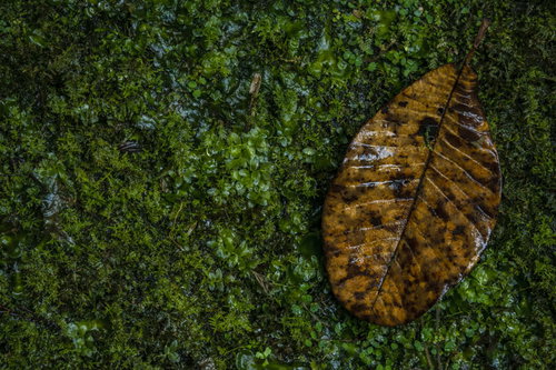 苔生す中に落ちた枯葉と苔のテクスチャー、朽ち木