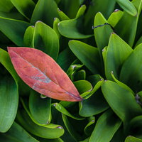 鈴蘭の緑の葉上に落ちた赤い枯葉、季節の移ろいの写真