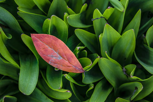 鈴蘭の緑の葉上に落ちた赤い枯葉、季節の移ろい
