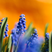 春の花壇に咲くムスカリの花のの写真