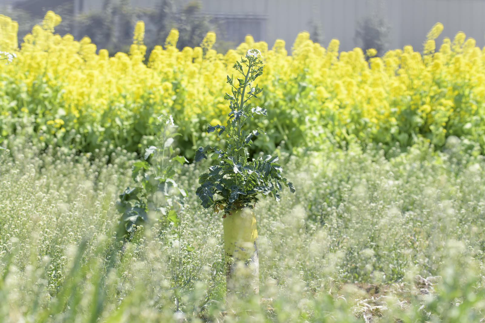 黄色い菜の花が咲く畑で育つ大根の様子