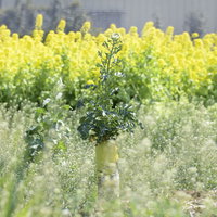菜の花畑に咲く大根と春の野菜の農業風景の写真