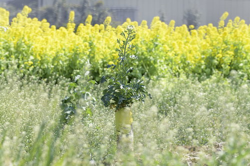 菜の花畑に咲く大根と春の野菜の農業風景