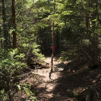 登山道で目印のために貼られるピンクテープと山道の写真