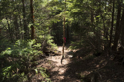 登山道で目印のために貼られるピンクテープと山道