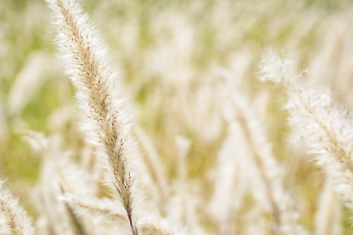 秋の苔の上に落ちた枯れ葉