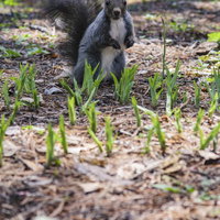 耳ピーンして警戒するエゾリス、北海道の森林に生息する野生の小動物の写真