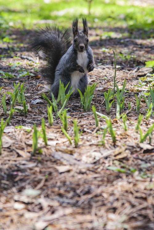 耳ピーンして警戒するエゾリス、北海道の森林に生息する野生の小動物