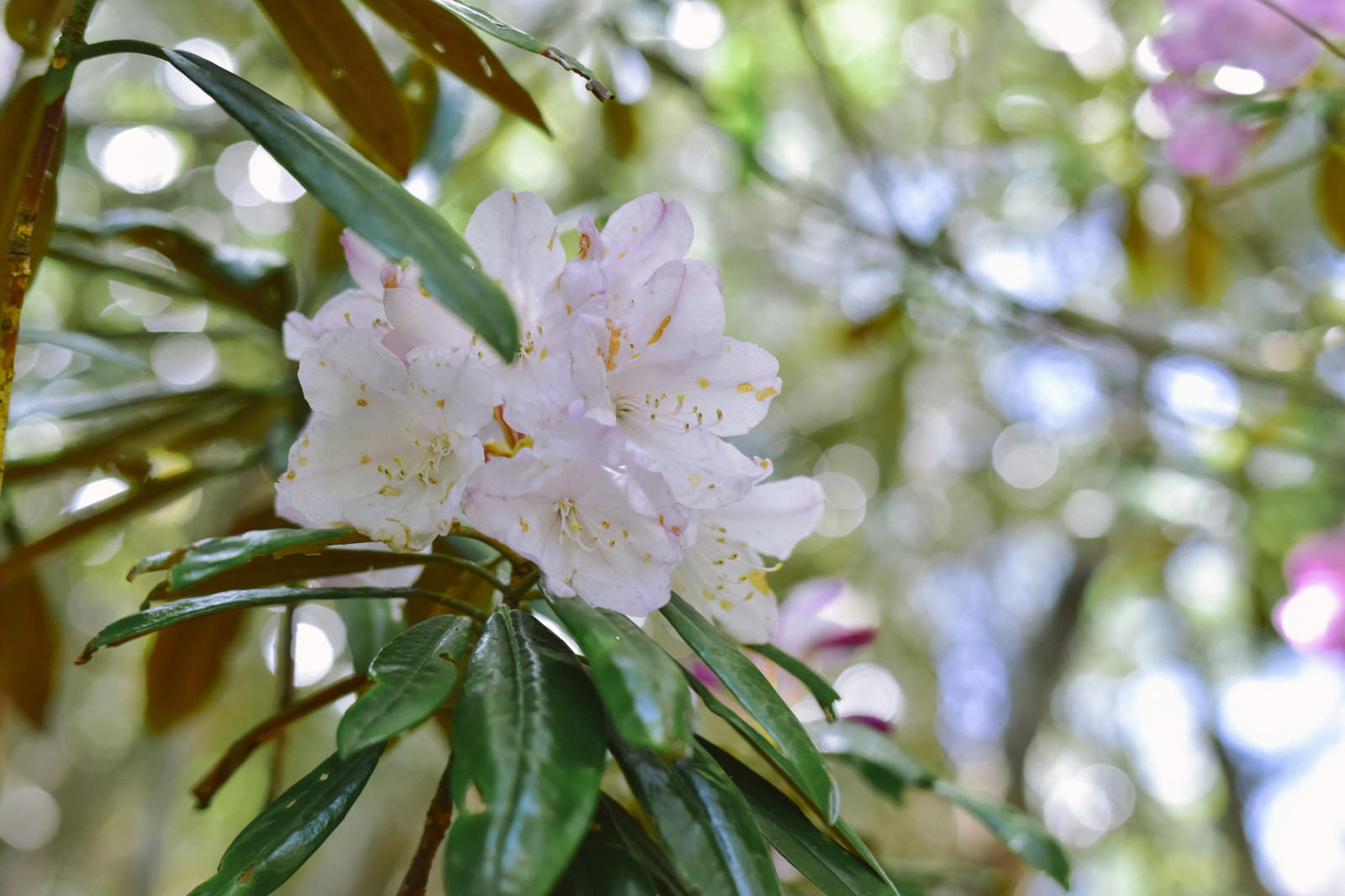 木漏れ日の中に咲く薄いピンク色のシャクナゲの花