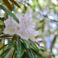 火口から白い蒸気が立ち上る雌阿寒岳の山肌の写真