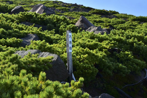 雄阿寒岳の登山道に立つ木製指導標とハイマツ岩場