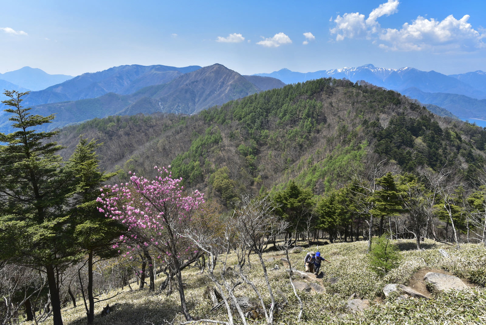 アカヤシオの花が咲く登山道を歩く登山者と山々の風景