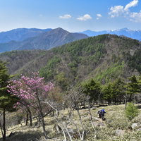 春のアカヤシオが咲く登山道を歩く登山者たちの風景の写真