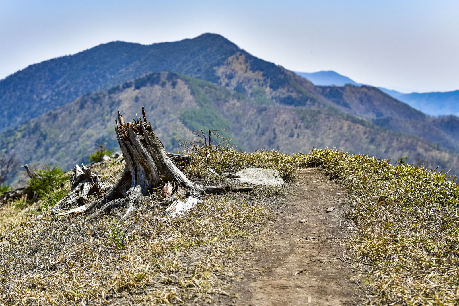 登山道脇の枯れた切り株と背景の山々を捉えた自然風景
