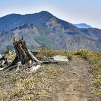 登山道脇に立つ枯れた切り株と奥の山々、トレッキングコースの写真