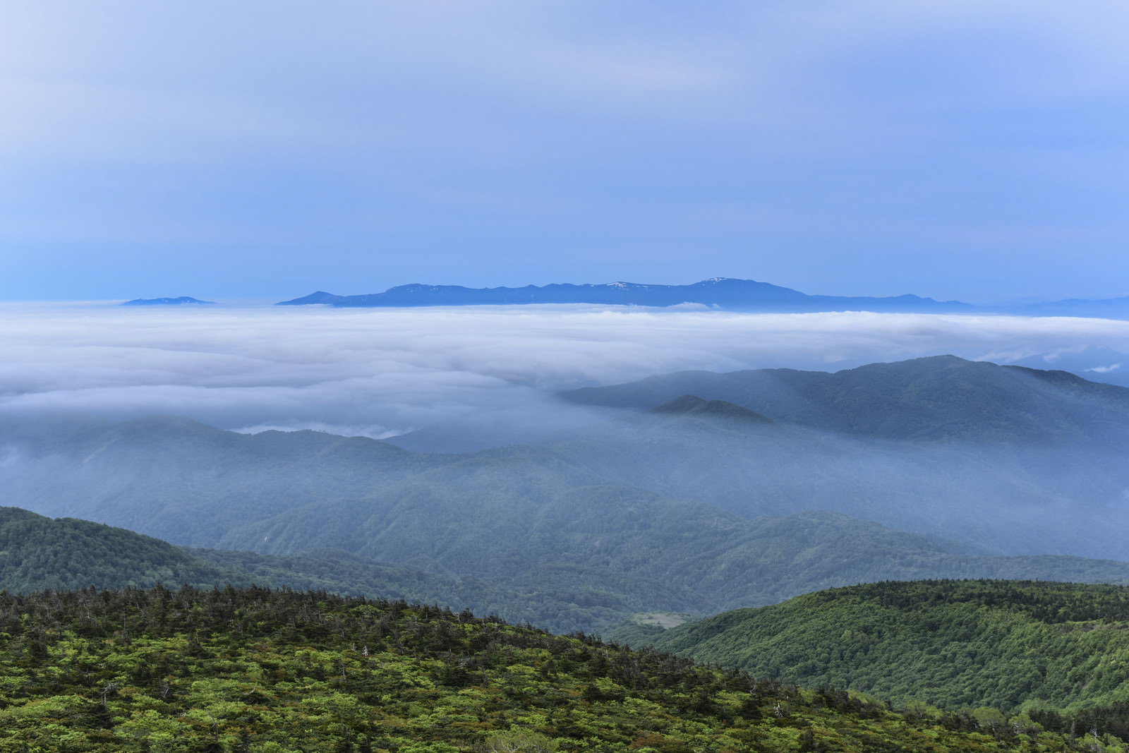 緑の樹林の向こうに白い滝雲と雲海が広がる蔵王山の風景