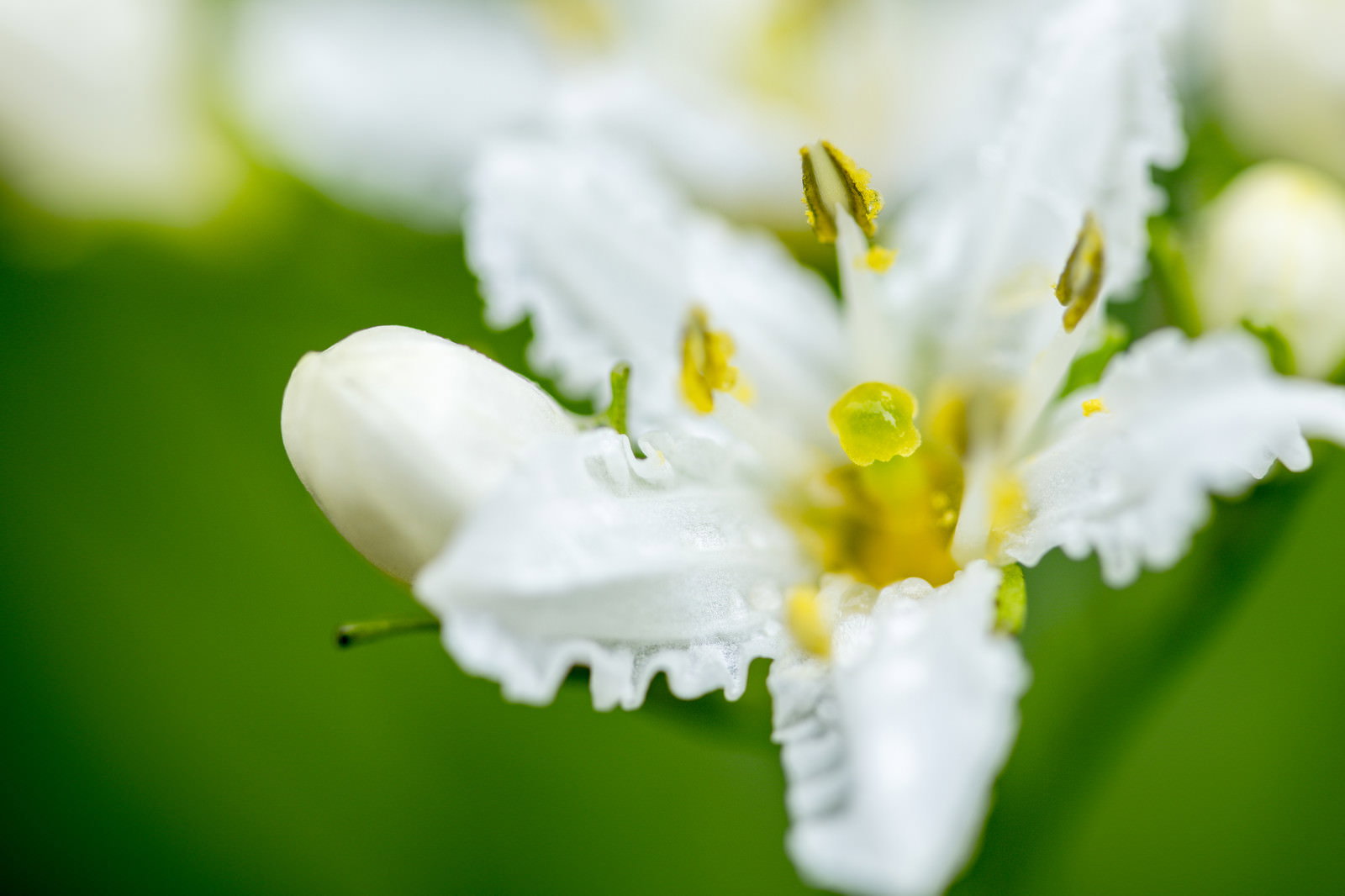 白い花びらと黄色い雄しべが美しいイワイチョウの花のクローズアップ