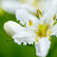白い花びらと黄色い雄しべのイワイチョウの花の写真