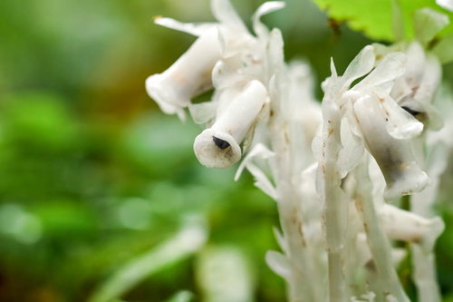 不気味な白さが目立つギンリョウソウ（銀竜草）