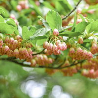 白地に薄紅色の縦縞が入るサラサドウダンの花の写真