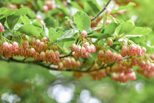 白地に薄紅色の縦縞が入るサラサドウダンの花