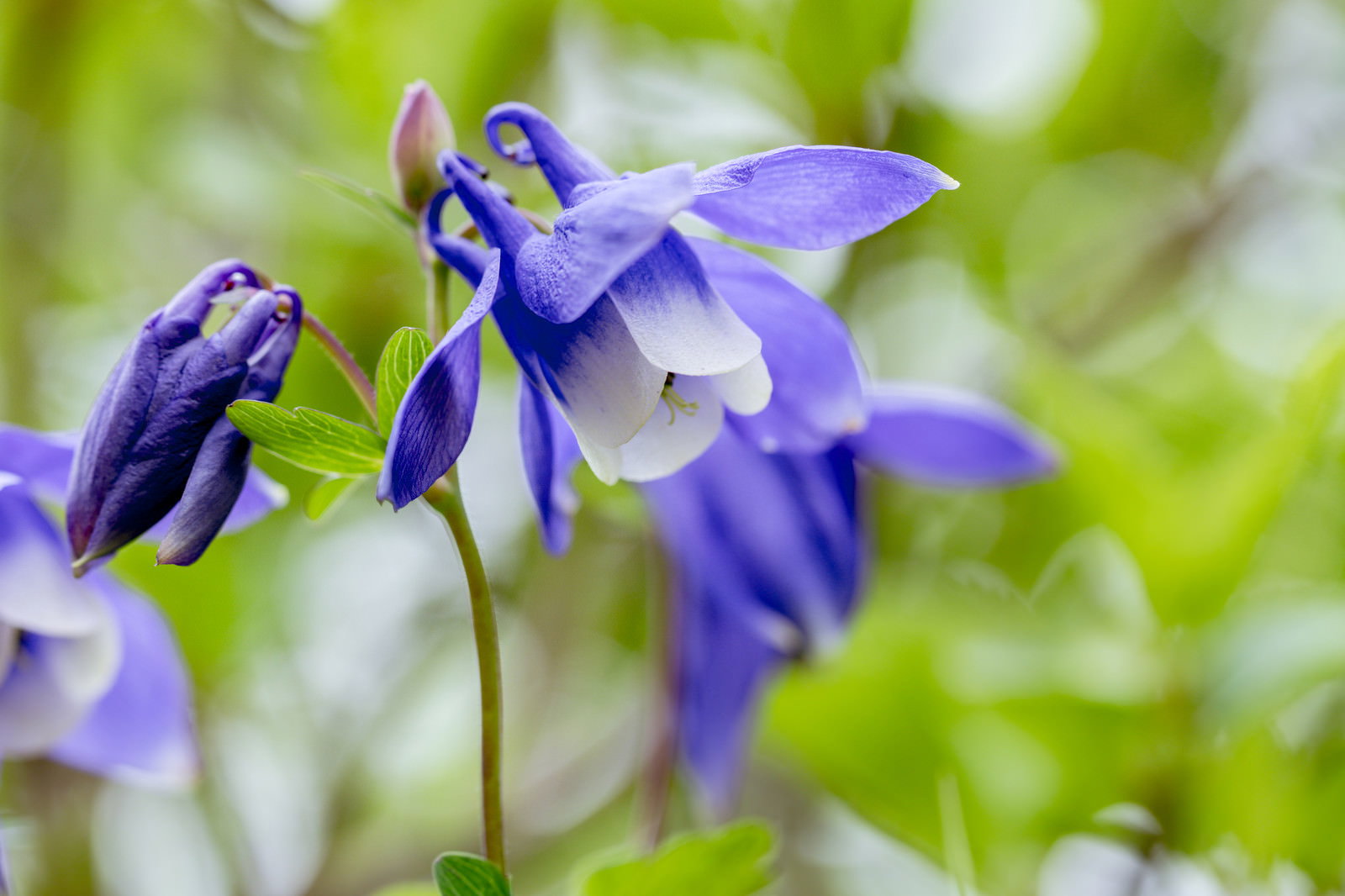 青紫色の花弁を持つミヤマオダマキの花が高山で咲いている様子