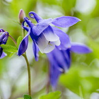 高山に咲く青紫色のミヤマオダマキの花の写真