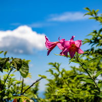 山に自生するヒメサユリ（オトメユリ）の花の写真