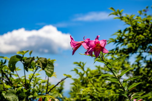 山に自生するヒメサユリ（オトメユリ）の花