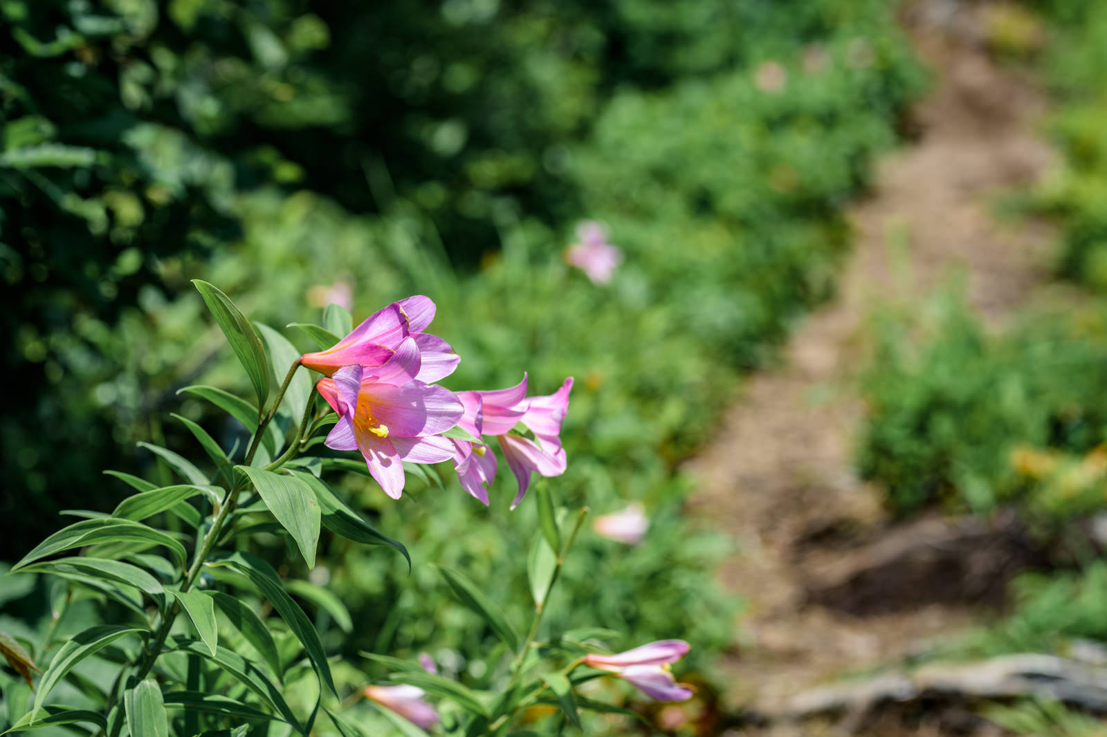 登山道脇の緑の中でピンク色の花を咲かせるヒメサユリ（オトメユリ）
