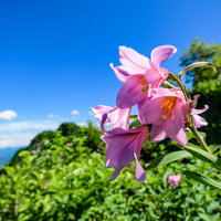 青空とヒメサユリ、初夏に咲くピンク色の花の写真
