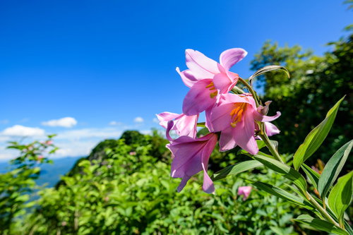 青空とヒメサユリ、初夏に咲くピンク色の花