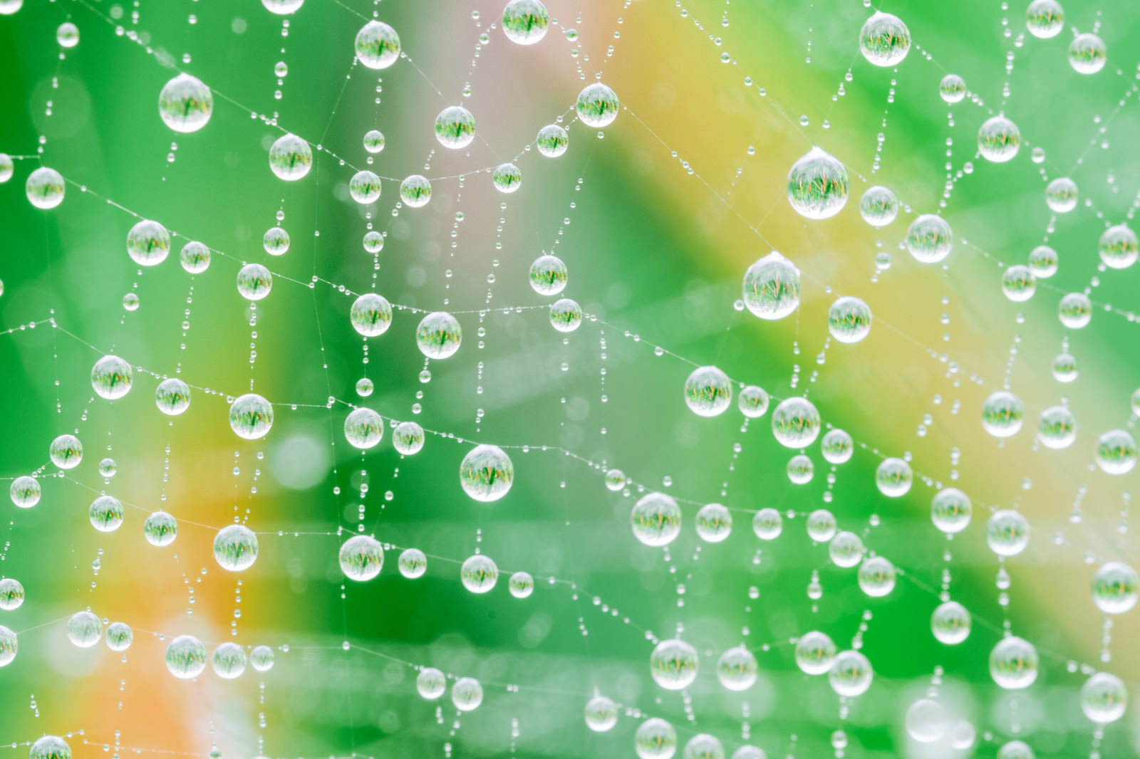 雨上がりの葉に並ぶ無数の水滴